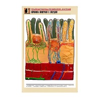Рельефная таблица "Ворсинка кишечная с сосудом" (формат А1, матовое ламинир.) - «globural.ru» - Чайковский