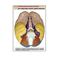 Рельефная таблица "Доли и извилины нижней поверхности полушарий головного мозга" - «globural.ru» - Чайковский