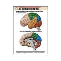 Рельефная таблица "Доли полушарий головного мозга" - «globural.ru» - Чайковский
