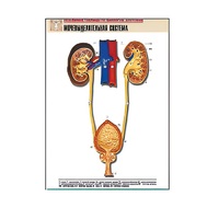 Рельефная таблица "Мочевыделительная система" (формат А1, матовое ламинир.) - «globural.ru» - Чайковский