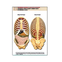 Рельефная таблица "Расположение органов грудной и брюшной полостей по отношению к скелету"(формат А1, лам.) - «globural.ru» - Чайковский