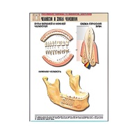 Рельефная таблица "Челюсти и зубы человека" (формат А1, матовое ламинир.) - «globural.ru» - Чайковский