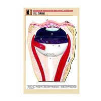 Рельефная таблица "Глаз. Строение" (формат А1, матовое ламинир.) - «globural.ru» - Чайковский