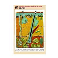 Рельефная таблица "Кожа. Разрез" (формат А1, матовое ламинир.) - «globural.ru» - Чайковский