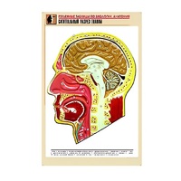 Рельефная таблица "Сагиттальный разрез головы" (формат А1, матовое ламинир.) - «globural.ru» - Чайковский