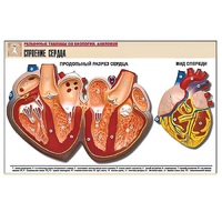 Рельефная таблица "Строение сердца" (формат А1, матовое ламинир.) - «globural.ru» - Чайковский