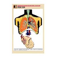 Рельефная таблица "Строение легких" (формат А1, матовое ламинир.) - «globural.ru» - Чайковский