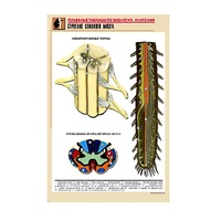 Рельефная таблица "Строение спинного мозга " (формат А1, матовое ламинир.) - «globural.ru» - Чайковский