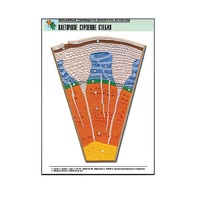 Рельефная таблица "Клеточное строение стебля" (формат А1, матовое ламинир.) - «globural.ru» - Чайковский