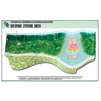 Рельефная таблица "Клеточное строение листа" (формат А1, матовое ламинир.) - «globural.ru» - Чайковский