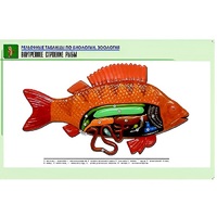 Рельефная таблица "Внутреннее строение рыбы" (формат А1, матовое ламинир.) - «globural.ru» - Чайковский