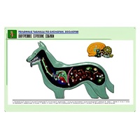 Рельефная таблица "Внутреннее строение собаки" (формат А1, матовое ламинир.) - «globural.ru» - Чайковский