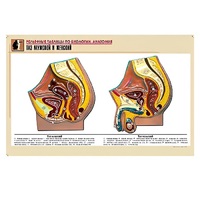 Рельефная таблица "Таз мужской и женский" (формат А1, матовое ламинир.) - «globural.ru» - Чайковский