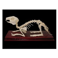 Скелет кролика - «globural.ru» - Чайковский