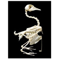 Скелет голубя - «globural.ru» - Чайковский