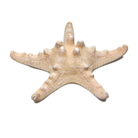 Сухой препарат "Звезда морская" (вариант 2) - «globural.ru» - Чайковский