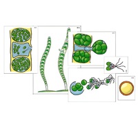 Модель-аппликация "Размножение многоклеточной водоросли" (ламинированная) - «globural.ru» - Чайковский