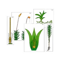 Модель-аппликация "Размножение мха" (ламинированная) - «globural.ru» - Чайковский