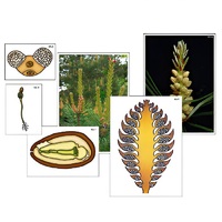 Модель-аппликация "Размножение сосны" (ламинированная) - «globural.ru» - Чайковский