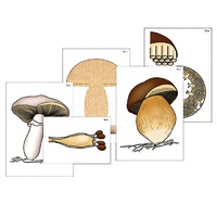 Модель-аппликация "Размножение шляпочного гриба" (ламинированная) - «globural.ru» - Чайковский