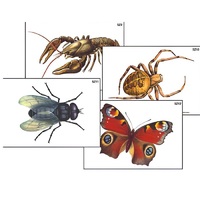 Модель-аппликация "Разнообразие беспозвоночных" (ламинированная) - «globural.ru» - Чайковский