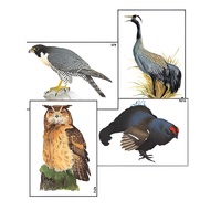 Модель-аппликация "Разнообразие высших хордовых 1. Пресмыкающиеся и птицы" (ламинированная) - «globural.ru» - Чайковский