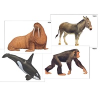 Модель-аппликация "Разнообразие высших хордовых 2. Млекопитающие" (ламинированная) - «globural.ru» - Чайковский