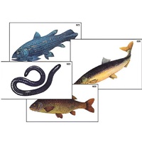 Модель-аппликация "Разнообразие низших и высших хордовых" (ламинированная) - «globural.ru» - Чайковский