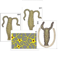 Модель-аппликация "Строение и размножение гидры" (ламинированная) - «globural.ru» - Чайковский