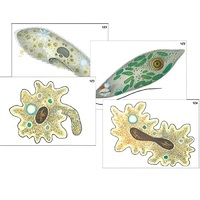 Модель-аппликация "Строение и разнообразие простейших" (ламинированная) - «globural.ru» - Чайковский