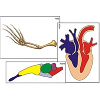 Модель-аппликация "Эволюция важнейших систем органов позвоночных" (ламинированная) - «globural.ru» - Чайковский