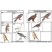Комплект дидактических карточек: "Систематика и экология птиц" (95 штук, цвет., лам.) - «globural.ru» - Чайковский
