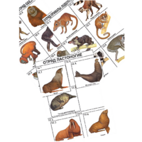 Комплект дидактических карточек: "Систематика и экология млекопитающих" (96 штук, цвет., лам.) - «globural.ru» - Чайковский