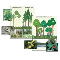 Гербарий фотографический "Растительные сообщества. Лес" (раздаточный) - «globural.ru» - Чайковский