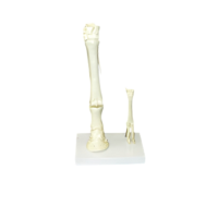 Модель "Скелет конечностей лошади и овцы" (на подставке) - «globural.ru» - Чайковский