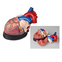 Модель сердца в разрезе (демонстрационная) - «globural.ru» - Чайковский