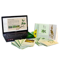 Гербарий натурально-интерактивный "Дикорастущие растения" - «globural.ru» - Чайковский