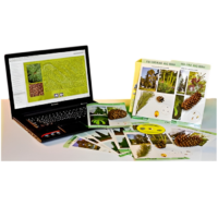 Коллекция натурально-интерактивная "Голосеменные растения" - «globural.ru» - Чайковский