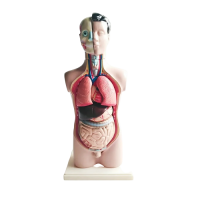 Торс человека разборный - «globural.ru» - Чайковский