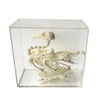 Комплект скелетов различных классов животных - «globural.ru» - Чайковский