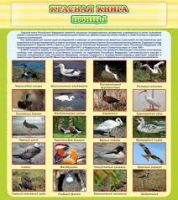 Стенд "Красная книга - птицы" - «globural.ru» - Чайковский