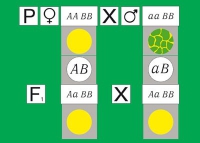 Модель-аппликация Дигибридное скрещивание. Законы Менделя. (набор из 84 карт) - «globural.ru» - Чайковский