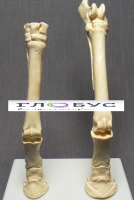 Скелет конечности лошади (передняя и задняя) на подставке - «globural.ru» - Чайковский