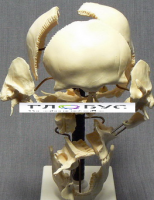 Модель "Кости черепа" (смонтированный на одной подставке) - «globural.ru» - Чайковский