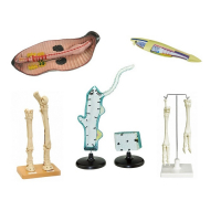 Комплект зоологических моделей демонстрационный - «globural.ru» - Чайковский