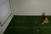 Интерактивная светозвуковая система “Лайт Бим” - «globural.ru» - Чайковский