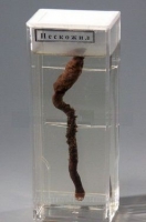 Влажный препарат «Пескожил» - «globural.ru» - Чайковский