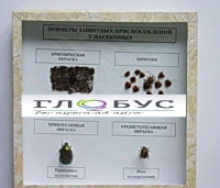 Коллекция энтомологическая "Примеры защитных приспособлений у насекомых" - «globural.ru» - Чайковский