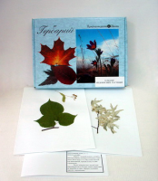 Гербарий "Медоносные растения" (24 вида) формат А-3 - «globural.ru» - Чайковский