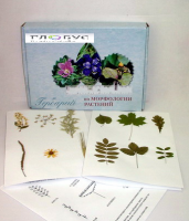 Гербарий Морфология растений - «globural.ru» - Чайковский